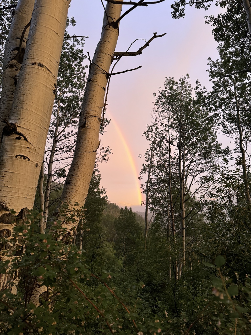 A rainbow through the aspens at Ajax Sleepaway
